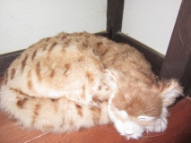 猫のぬいぐるみ （イギリス）
