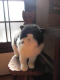 ハチワレ猫の ぬいぐるみ